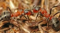 Ansturile de forestiere roșii